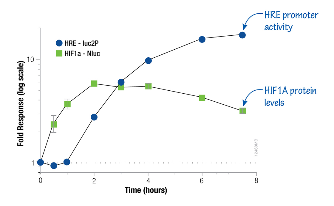 protein stability during freezing separation of stresses and